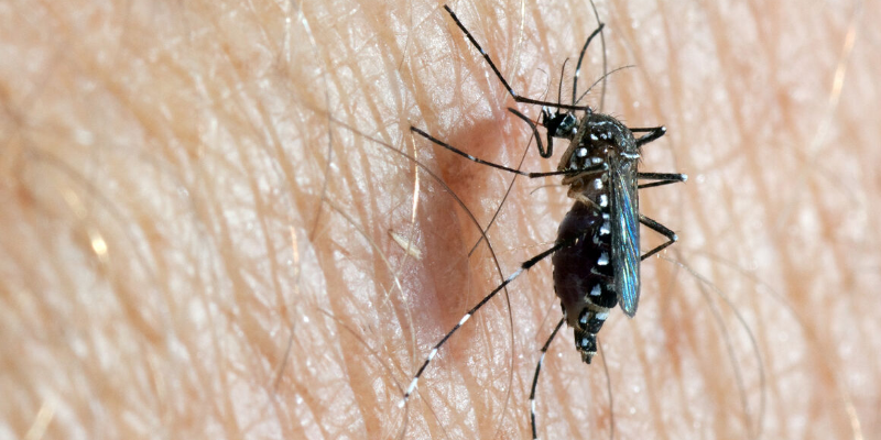 Dengue